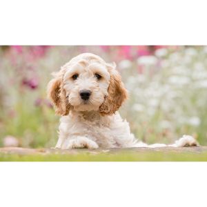 Cockapoo-Grooming-Needs