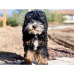 Types of Cockapoo Colors – With Pictures! (2023)