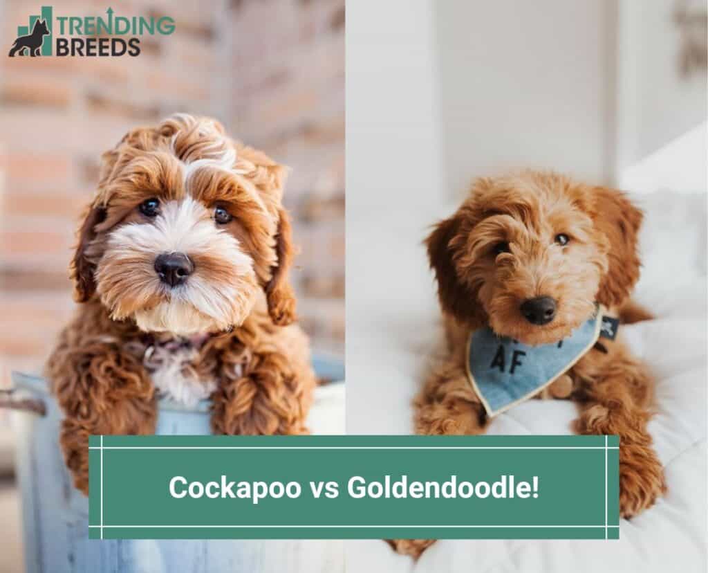 Cockapoo-vs-Goldendoodle-template
