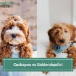 Cockapoo-vs-Goldendoodle-template