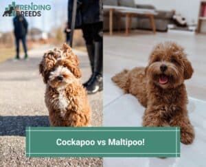 Cockapoo-vs-Maltipoo-template