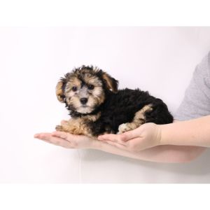 Color-yorkiepoo