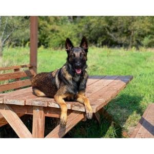 Common-Health-Problems-For-Belgian-Malinois