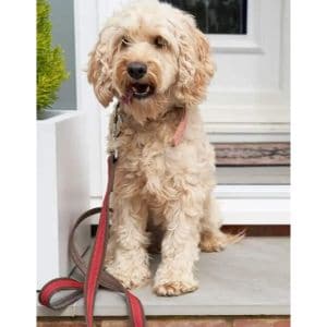 Common-Types-of-Cockapoo-Colors