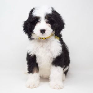 Conclusion-Best-Bernedoodle-Rescues-in-The-USA