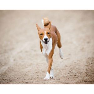 Conclusion-For-Are-Basenjis-Hypoallergenic
