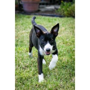 Conclusion-For-Basenji-Border-Collie-Mix-Guide