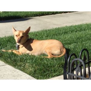 Conclusion-For-Basenji-Chihuahua-Mix-Guide