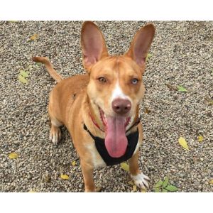 Conclusion-For-Basenji-Pitbull-Mix-Guide