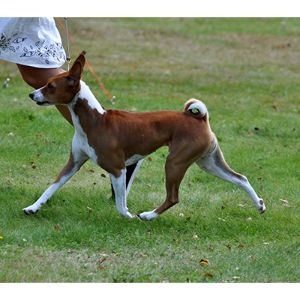 Conclusion-For-Basenji-Puppies-in-California-–-Top-4-Breeders