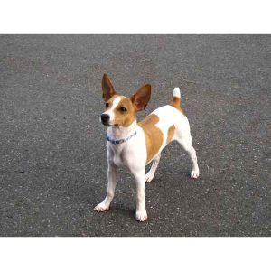 Conclusion-For-Basenji-Rat-Terrier-Mix-Guide