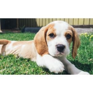 Conclusion-For-Beagle-Basenji-Mix-Guide
