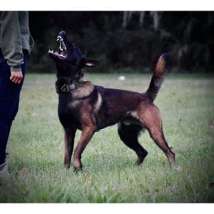 Conclusion-For-Belgian-Malinois-Colors-Explained