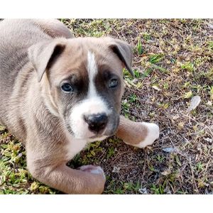 Conclusion-For-Belgian-Malinois-Pitbull-Mix-Guide