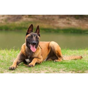 Conclusion-For-Belgian-Malinois-Puppies-in-California-–-Top-5-Breeders