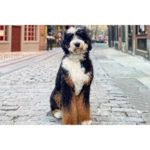 Conclusion-For-Bernedoodle-Grooming-Head-to-Tail-Guide