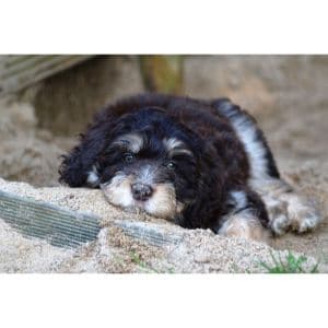 Conclusion-For-Bernedoodle-Puppies-in-California-Top-4-Breeders