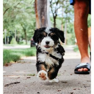 Conclusion-For-Bernedoodle-Puppies-in-Georgia-Top-4-Breeders