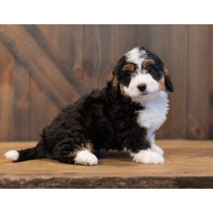 Conclusion-For-Bernedoodle-Puppies-in-Illinois-Top-4-Breeders