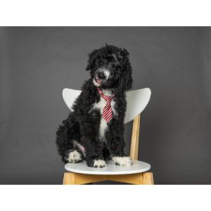Conclusion-For-Bernedoodle-Puppies-in-Maryland-Top-4-Breeders