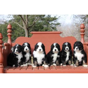 Conclusion-For-Bernedoodle-Puppies-in-New-Jersey-Top-4-Breeders