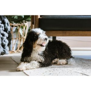 Conclusion-For-Bernedoodle-Puppies-in-Texas-Top-4-Breeders