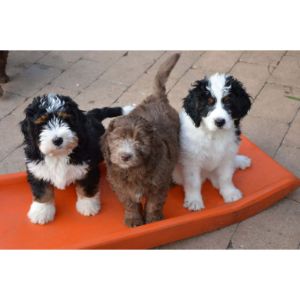 Conclusion-For-Bernedoodle-Puppies-in-Virginia-Top-4-Breeders