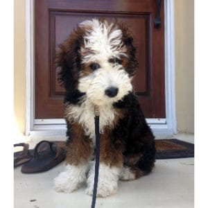 Conclusion-For-Bernedoodle-Puppies-in-Wisconsin-Top-4-Breeders