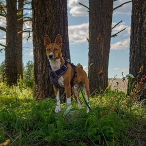 Conclusion-For-Best-Basenji-Breeders-in-Massachusetts