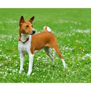 Conclusion-For-Best-Basenji-Breeders-in-Ohio