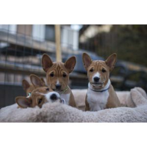 Conclusion-For-Best-Basenji-Breeders-in-Texas