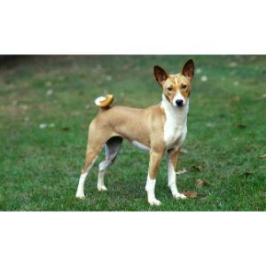 Conclusion-For-Best-Basenji-Breeders-in-The-USA