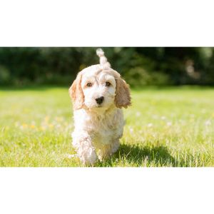 Conclusion-For-Best-Cockapoo-Names