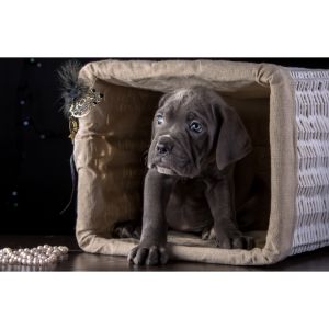 Conclusion-For-Cane-Corso-Puppies-in-California-Top-5-Breeders