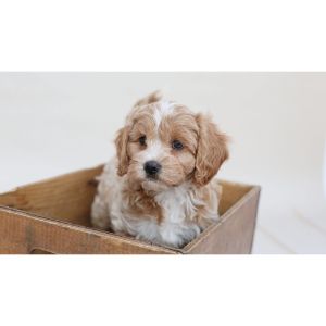 Conclusion-For-Cavapoo-Vs-Mini-Goldendoodle