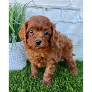 Conclusion-For-Cavapoo-for-Adoption-Top-7-Rescues-in-The-USA