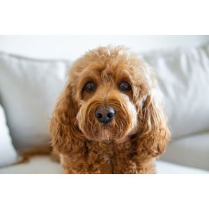 Conclusion-For-Cavapoo-vs-Havapoo