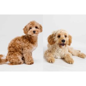 Conclusion-For-Cavapoo-vs-Maltipoo