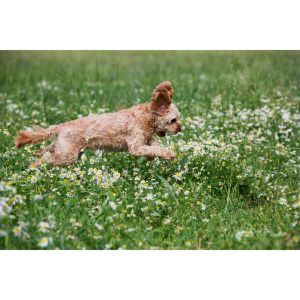 Conclusion-For-Cheap-Cavapoo-Puppies-for-Sale-Under-1000