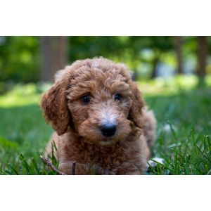 Conclusion-For-Cockapoo-vs-Goldendoodle