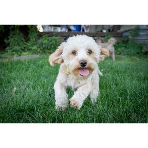 Conclusion-For-Cockapoo-vs-Maltipoo