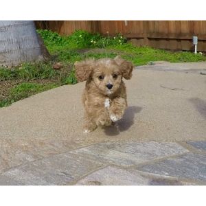 Conclusion-For-Facts-About-the-Teacup-Cavapoo