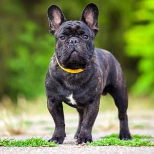 Conclusion-For-French-Bulldog-Puppies-California-–-Top-Breeders