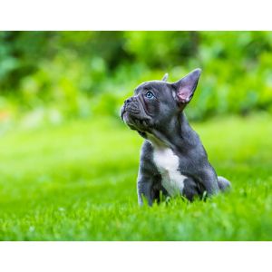 Conclusion-For-French-Bulldog-Puppies-Colorado–Top-Breeders