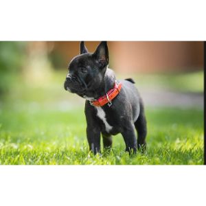 Conclusion-For-French-Bulldog-Puppies-in-Florida-–-Top-Breeders