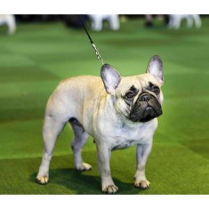 Conclusion-For-French-Bulldog-Puppies-in-Illinois–Top-Breeders