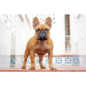 Conclusion-For-French-Bulldog-Puppies-in-Michigan-–-Top-Breeders