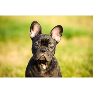 Conclusion-For-French-Bulldog-Puppies-in-Missouri-–-Top-5-Breeders