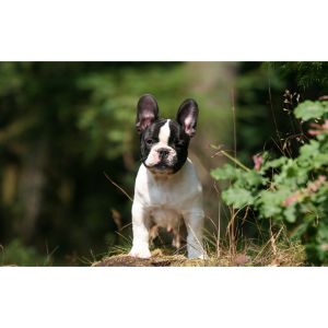 Conclusion-For-French-Bulldog-Puppies-in-New-England-Top-6-Breeders
