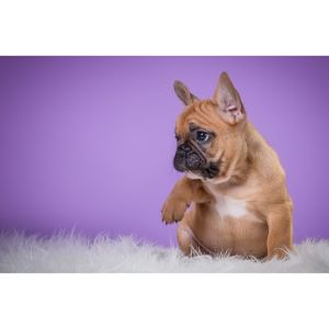 Conclusion-For-French-Bulldog-Puppies-in-New-Jersey-–-Top-5-Breeders